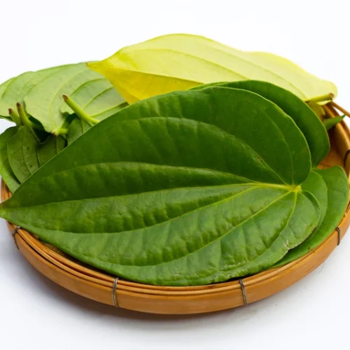 daun sirih daun sirih